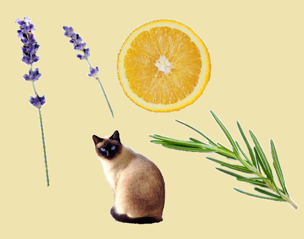 らベンターと猫とオレンジとレモングラス