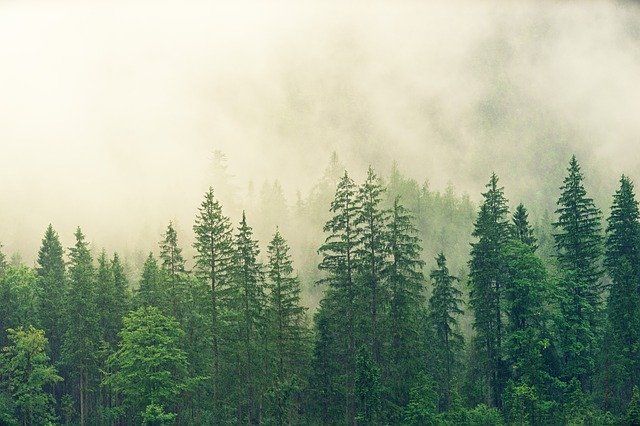 森と霧