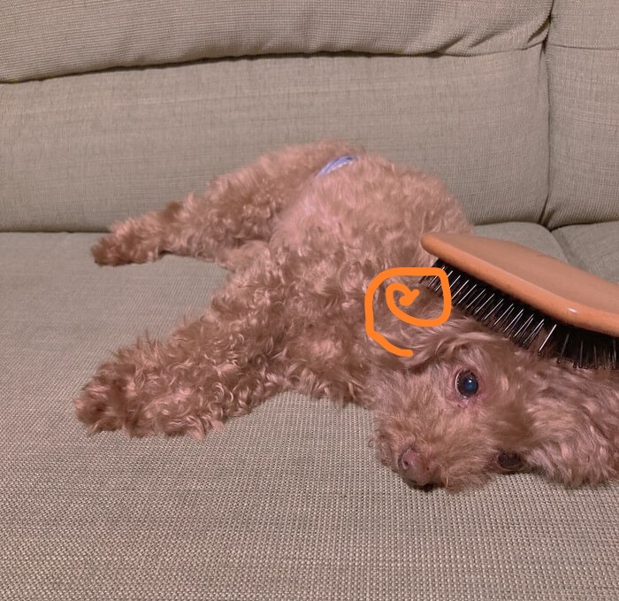 AVEDAパドルブラシで梳かされる犬3